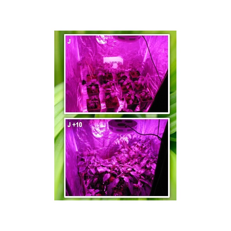 SpectraPANEL 119 VISUA FLORALED