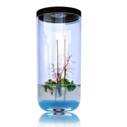 GreenPocket Carnivores Drosera