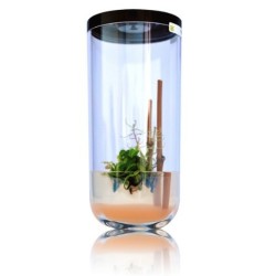 GreenPocket Carnivores Fly-Trap et Drosera