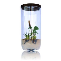 GreenPocket RainForest