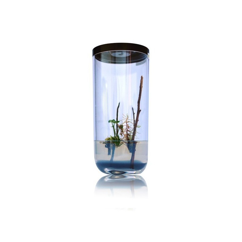 GreenPocket Carnivores Drosera