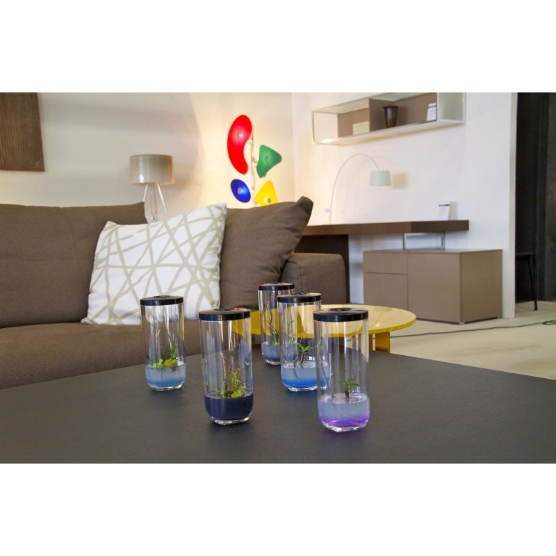 GreenPocket Carnivores Fly-Trap et Drosera