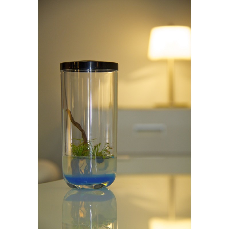 GreenPocket RainForest