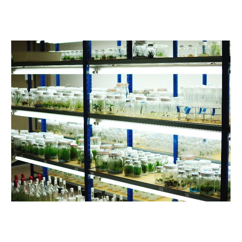 GreenPocket RainForest