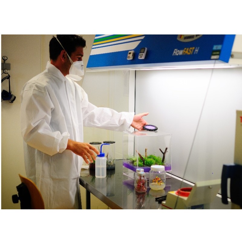 GreenPocket Rose du désert