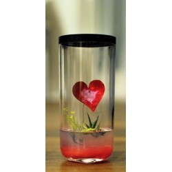 GreenPocket St Valentin