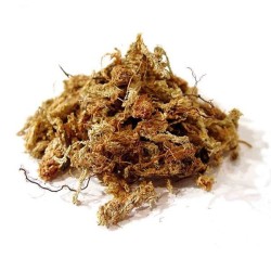 Sphaigne du chili 1kg RED